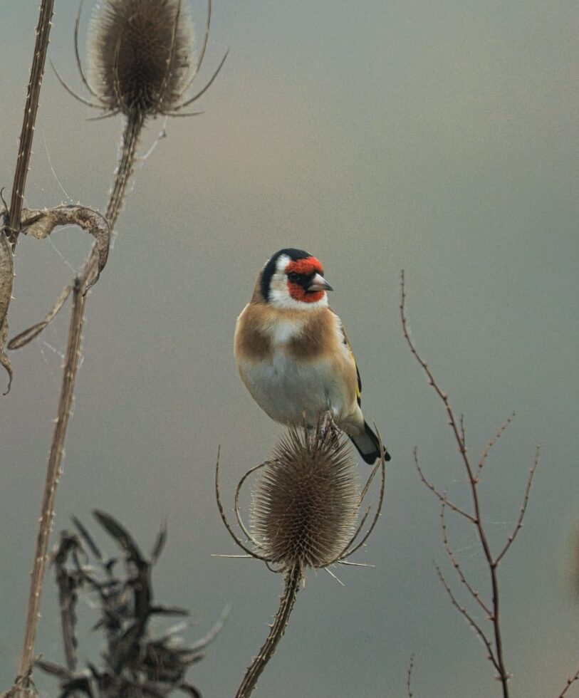 Big Farmland Bird Count