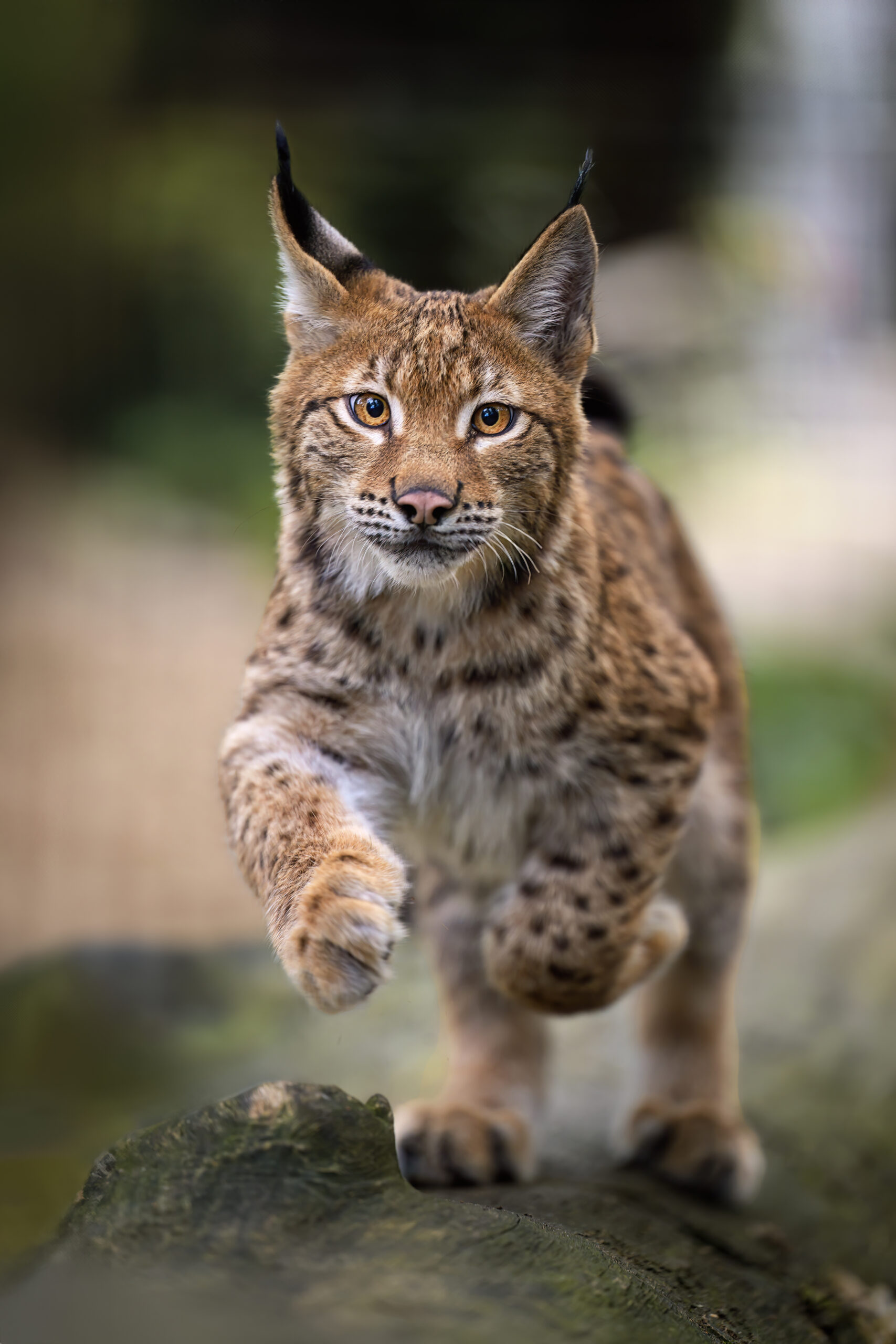 Habitatmodellierung Luchs